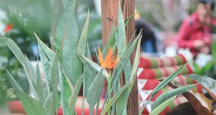 Is the bird of paradise toxic? Revealing indoor care tips! (Toxicity analysis, suitable environment, detailed care methods!)2