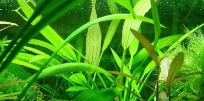 The Types and Cultivation of Aquatic Plants (Understanding the classification, characteristics, and care techniques of aquatic plants to create beautiful aquatic plant landscapes)0