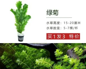 The Types and Cultivation of Aquatic Plants (Understanding the classification, characteristics, and care techniques of aquatic plants to create beautiful aquatic plant landscapes)1