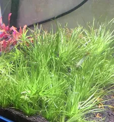The Types and Cultivation of Aquatic Plants (Understanding the classification, characteristics, and care techniques of aquatic plants to create beautiful aquatic plant landscapes)2