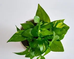 Greenery Care Guide for Pothos: Make Your Pothos Thrive0