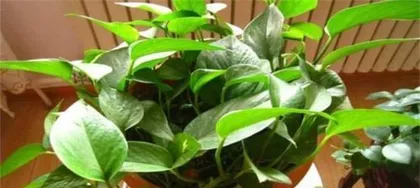 Greenery Care Guide for Pothos: Make Your Pothos Thrive1