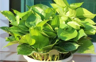 Greenery Care Guide for Pothos: Make Your Pothos Thrive2