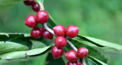Silver and Gold Vine Toxicity Analysis and Indoor Care Guide (Understand the toxicity of silver and gold vine to make it your beautiful indoor decoration)0