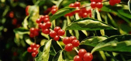 Silver and Gold Vine Toxicity Analysis and Indoor Care Guide (Understand the toxicity of silver and gold vine to make it your beautiful indoor decoration)1