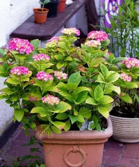 Silver and Gold Vine Toxicity Analysis and Indoor Care Guide (Understand the toxicity of silver and gold vine to make it your beautiful indoor decoration)2
