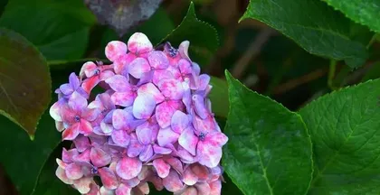 How to care for hydrangeas? (Hydrangea cultivation methods and precautions)0