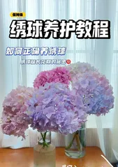 How to care for hydrangeas? (Hydrangea cultivation methods and precautions)1