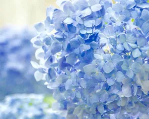 How to care for hydrangeas? (Hydrangea cultivation methods and precautions)2