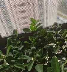 How to plant and care for orange trees (cultivation techniques and precautions for orange trees)0