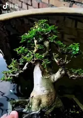 The Care Methods for Wax Tree Bonsai (How to Make Wax Tree Bonsai Grow More Beautiful)0