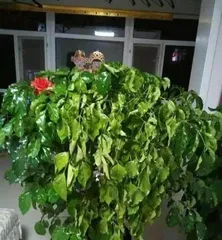 Money Tree Courtyard Planting: Let Your Courtyard Also Have Wealth