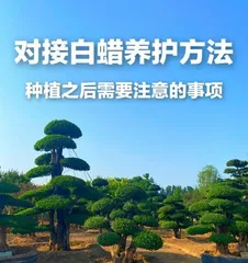 The Care Methods for Wax Tree Bonsai (How to Make Wax Tree Bonsai Grow More Beautiful)1