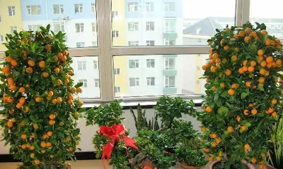 How to plant and care for orange trees (cultivation techniques and precautions for orange trees)1