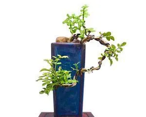 The Care Methods for Wax Tree Bonsai (How to Make Wax Tree Bonsai Grow More Beautiful)2