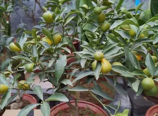 How to plant and care for orange trees (cultivation techniques and precautions for orange trees)2