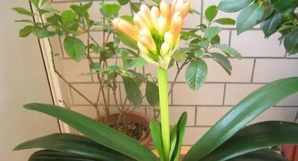 Complete Guide to Caring for Clivia Miniata in Summer (Experts Teach You to Build Healthy Clivia Miniata and Avoid Common Summer Problems)2