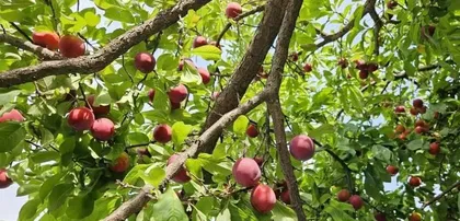 Ripening Period and Care Techniques for Green Plums (Understanding the ripening period of green plums to make the fruit more delicious)0