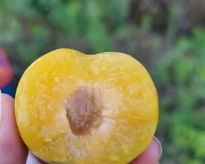 Ripening Period and Care Techniques for Green Plums (Understanding the ripening period of green plums to make the fruit more delicious)2