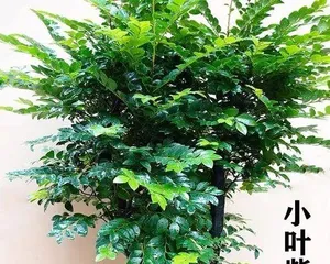 How to care for Zizhu in indoor? (Master these key points to let Zizhu grow healthily!)