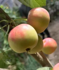 Exploring the Causes of Apple Fruit Drop (Investigating the Reasons for Apple Fruit Drop During Growth and Solutions)