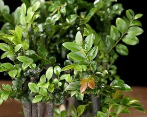 How to care for Zizhu in indoor? (Master these key points to let Zizhu grow healthily!)1