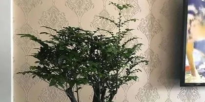 How to care for Zizhu in indoor? (Master these key points to let Zizhu grow healthily!)2