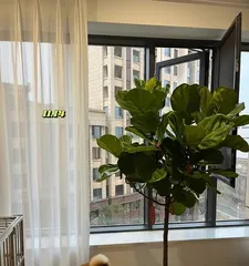 Ficus lyrata Care Guide (Water once a week, monitor soil moisture to help you grow a healthy Ficus lyrata)