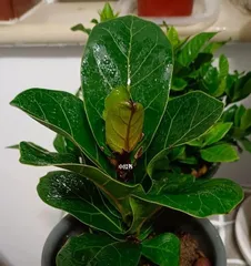 Ficus lyrata Care Guide (Water once a week, monitor soil moisture to help you grow a healthy Ficus lyrata)1