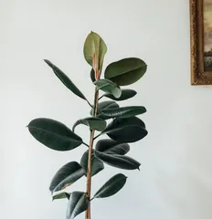 Ficus lyrata Care Guide (Water once a week, monitor soil moisture to help you grow a healthy Ficus lyrata)2