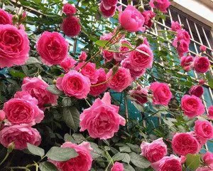 Growth characteristics and care methods of Pink Dragon rose (Exploring the mystery of Pink Dragon rose's vine and shrub identity)