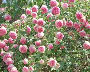 Growth characteristics and care methods of Pink Dragon rose (Exploring the mystery of Pink Dragon rose