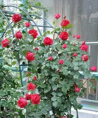 Growth characteristics and care methods of Pink Dragon rose (Exploring the mystery of Pink Dragon rose