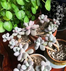 Potted Plant Care (How Often is Best, Keeping Your Potted Plants Evergreen and Lush)