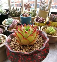 Potted Plant Care (How Often is Best, Keeping Your Potted Plants Evergreen and Lush)1