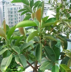 Cultivation Methods and Care Points for Rubber Plants (Easily Master the Art of Growing Rubber Plants)
