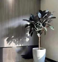 Cultivation Methods and Care Points for Rubber Plants (Easily Master the Art of Growing Rubber Plants)1