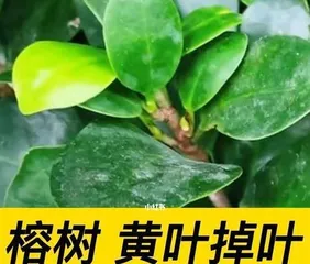 The reasons for and solutions to the leaf drop of Ficus microcarpa (How to deal with the leaf drop of Ficus microcarpa? Check out these methods quickly!)0