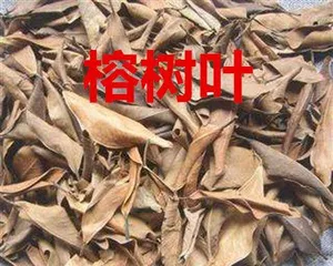 The reasons for and solutions to the leaf drop of Ficus microcarpa (How to deal with the leaf drop of Ficus microcarpa? Check out these methods quickly!)1