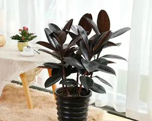Cultivation Methods and Care Points for Rubber Plants (Easily Master the Art of Growing Rubber Plants)2