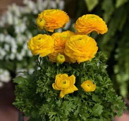 The lifespan and care of anemones (How to extend the life cycle of anemones)