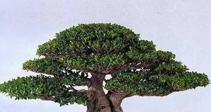 The reasons for and solutions to the leaf drop of Ficus microcarpa (How to deal with the leaf drop of Ficus microcarpa? Check out these methods quickly!)2