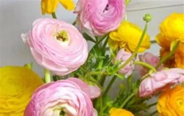 The lifespan and care of anemones (How to extend the life cycle of anemones)1