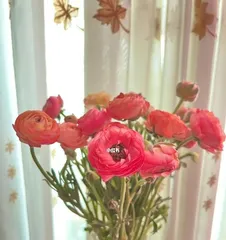 The lifespan and care of anemones (How to extend the life cycle of anemones)2