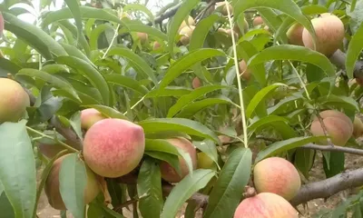 Analysis of the ripening time of blood peach (Exploring when blood peaches go on sale, understanding the quality and nutrition of blood peaches)