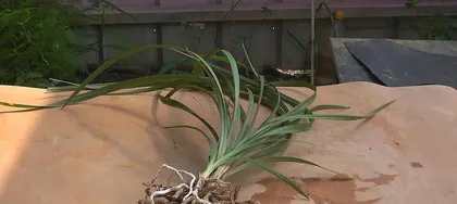 The time and care methods for potting下山兰 (下山兰 is a type of orchid, so I'll use Cymbidium as a likely translation if下山兰 refers to it. If it's a different plant, please specify): A key step in creating a beautiful garden