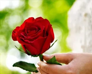 How to Grow a Healthy Red Rose (Full Guide from Selection to Care, Helping You Easily Get Beautiful Flowers)