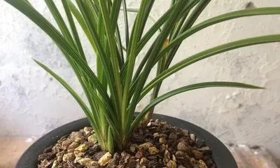The time and care methods for potting下山兰 (下山兰 is a type of orchid, so I