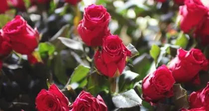 How to Grow a Healthy Red Rose (Full Guide from Selection to Care, Helping You Easily Get Beautiful Flowers)1