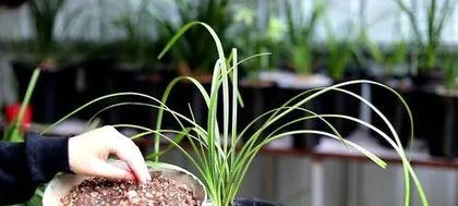 The time and care methods for potting下山兰 (下山兰 is a type of orchid, so I